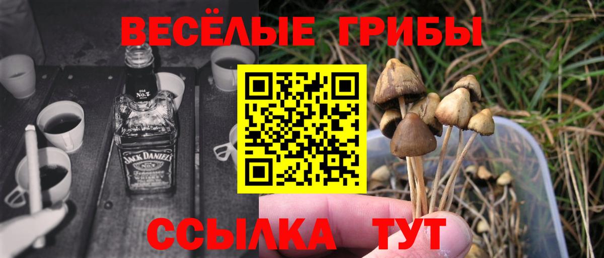 Псилоцибиновые грибы Cubensis Карачаевск
